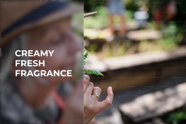 creamy fresh fragrance