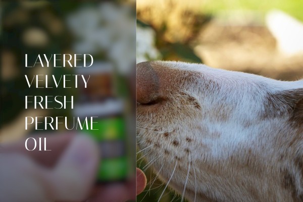 layered velvety fresh perfume oil