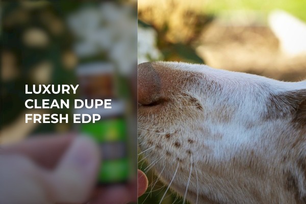 luxury clean dupe fresh edp