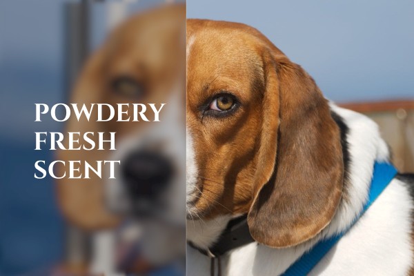 powdery fresh scent